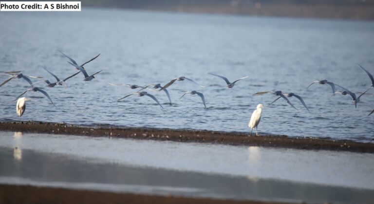 Pune: Khadakwasla Lake Speaks About Winged Visitors - Punekar News