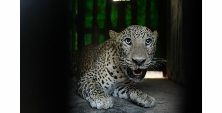 Pune Father Son Attacked By Leopard In Manchar Punekar News 