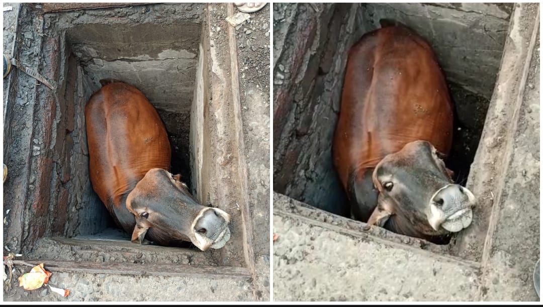 Pune: Prompt Response from Fire Brigade Saves Calf Trapped Open Chamber