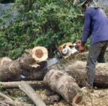 Pune: 40 Trees Cut Down for Subway Construction at Rakshak Chowk in Pimpri Chinchwad