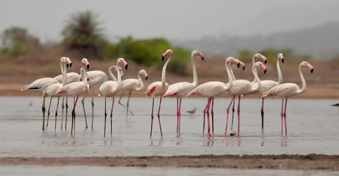 Pune: Flamingos Spotted Early At Malharsagar Dam Near Jejuri, A Delight for Bird Enthusiasts