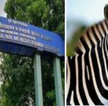 From Africa to Pune: Zebras May Soon Grace Katraj Zoo