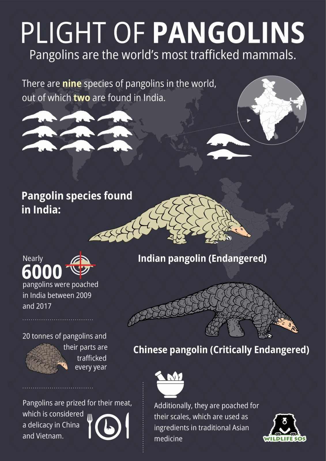 Pangolin Trafficking Threat: World Pangolin Day Raises Alarm on ...