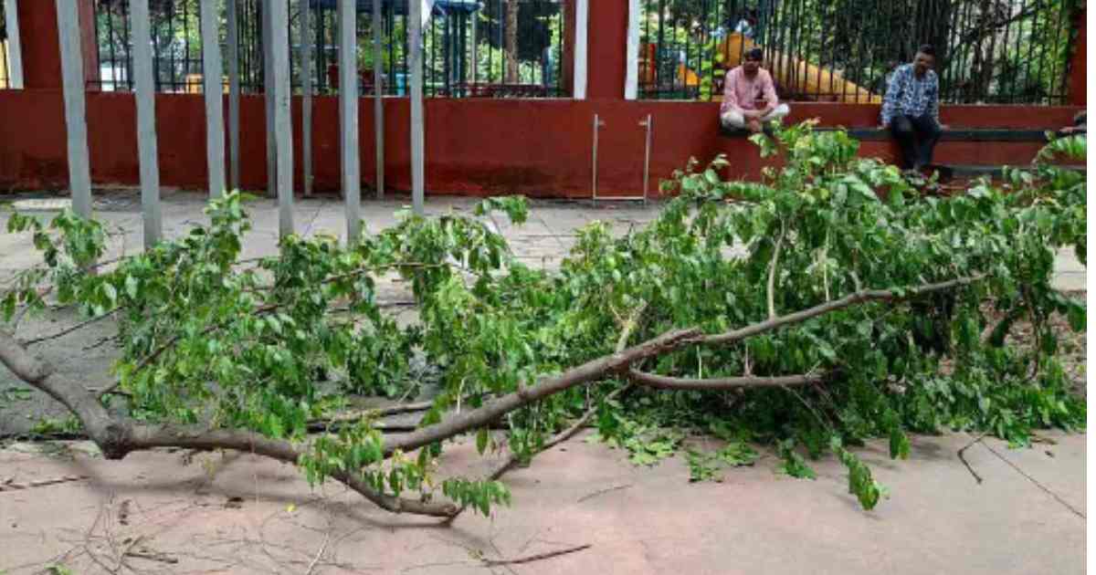 Falling Tree Branch on JM Road