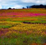 Kas Plateau Flower Festival Nears End as Bloom Fades, Online Bookings Closed