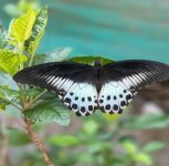 Pune: Rare Blue Mormon Butterfly Spotted at Nplants Nursery in Viman Nagar