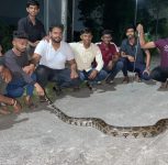 Ten-Foot Indian Rock Python Rescued in Maval Taluka, Pune District